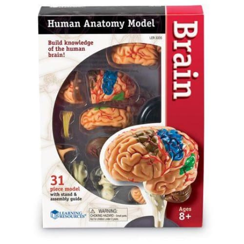 Corpul uman - Creierul - 31 piese - Set educativ - Learning